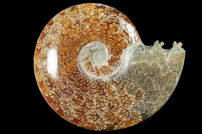 Polished, Agatized Ammonite (Cleoniceras) - Madagascar #133254